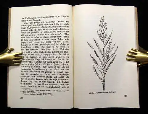 Beyer Der Orchideenreichtum Rügens 1928 Botanik Flora Pflanze Natur