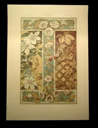 "Die Pflanze" in Kunst und Gewerbe 1886  Pl. 164 Photolithographie J.Ulrich