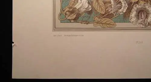"Die Pflanze" in Kunst und Gewerbe 1886  Pl. 164 Photolithographie J.Ulrich