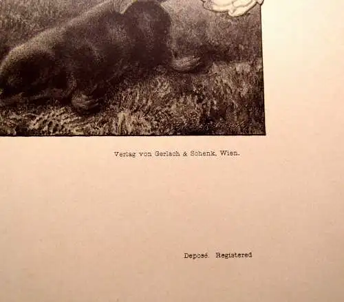"Die Pflanze" 1886 Pl. 60 Photozinkographie Artischoke von Prof. F. Sturm