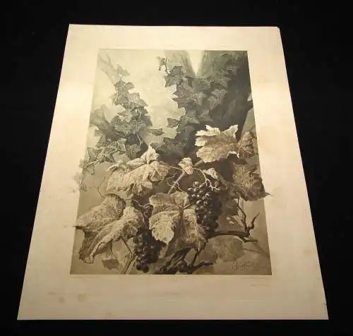 "Die Pflanze " 1886 Pl. 165Weinstock, Epheu Heliogravüre von Xaver Birkinger