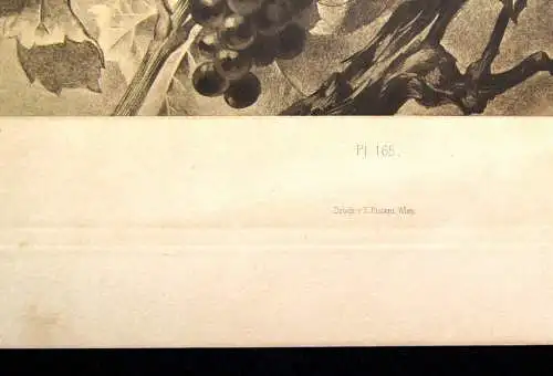 "Die Pflanze " 1886 Pl. 165Weinstock, Epheu Heliogravüre von Xaver Birkinger