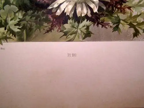 "Die Pflanze" 1886  Pl. 180 Eseldistel, Wetterdistel Xaver Birkinger