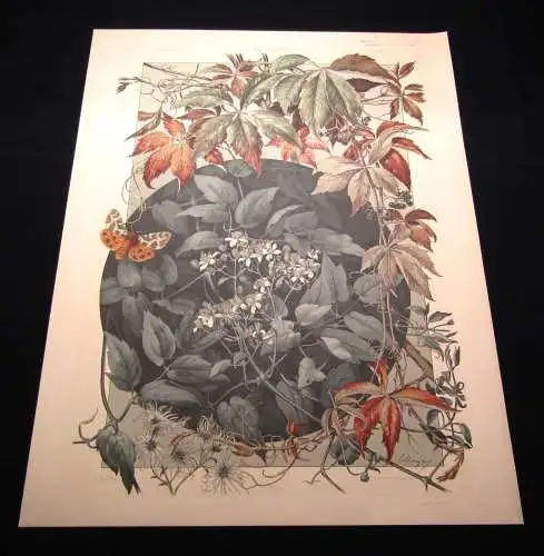 "Die Pflanze " 1886 Pl. 159 Lithographie von E. Unger Wilder Wein, Waldrebe