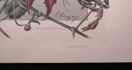 "Die Pflanze " 1886 Pl. 159 Lithographie von E. Unger Wilder Wein, Waldrebe