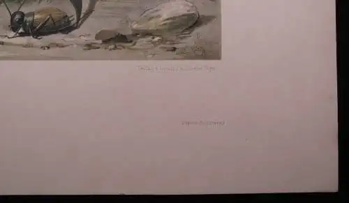 "Die Pflanze" 1886  Pl. 98 Löwenzahn Lithographie E. v. Luttig Naturalistisch