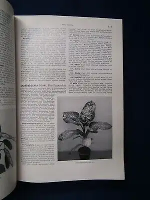 Pareys Blumengärtnerei 2 Bde. komplett 1932 Kultur Verwendung Züchtung js