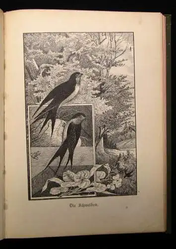 Harnier-Wolf Eduard Naturgeschichtliche Charakterbilder  1892 Or.Handzeichnungen