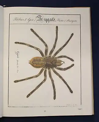 Hahn Monographie der Spinnen Reprint der Ausgabe von (1820-1836) 1988 js