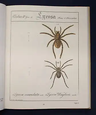 Hahn Monographie der Spinnen Reprint der Ausgabe von (1820-1836) 1988 js