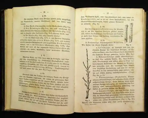 Lucas Die Lehre vom Baumschnitt Für die deutschen Gärten 1866 Botanik  js