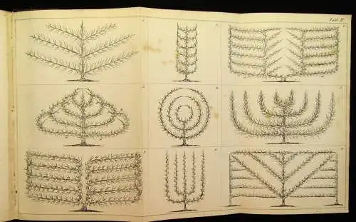 Lucas Die Lehre vom Baumschnitt Für die deutschen Gärten 1866 Botanik  js