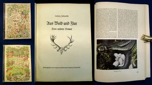 Nöldner Aus Wald und Flur SBA Pflanzen u. Tiere 1937/38 1 u.3 komplett mb 