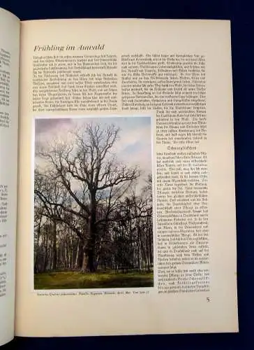 Nöldner Aus Wald und Flur SBA Pflanzen u. Tiere 1937/38 1 u.3 komplett mb 