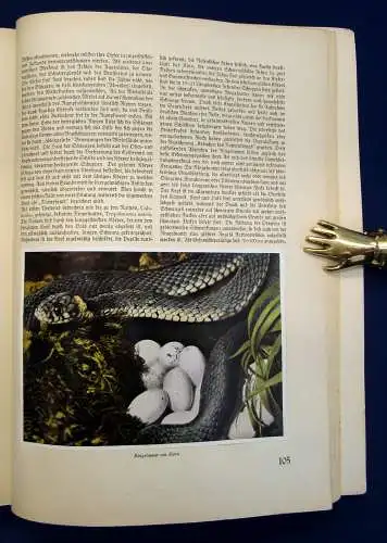 Nöldner Aus Wald und Flur SBA Pflanzen u. Tiere 1937/38 1 u.3 komplett mb 