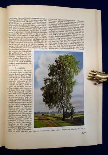 Nöldner Aus Wald und Flur SBA Pflanzen u. Tiere 1937/38 1 u.3 komplett mb 