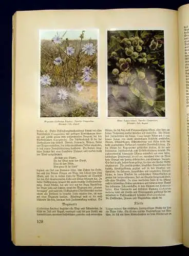 Nöldner Aus Wald und Flur SBA Pflanzen u. Tiere 1937/38 1 u.3 komplett mb 