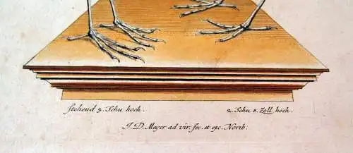 Meyer Johann Daniel  "Der sceletirte Reiger " um 1750 Reiher Vögel Ornithologie