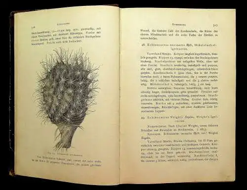 Rümpler Förster Handbuch Cacteenkunde in ihrem ganzen Umfange 1886 2.Bd apart mb