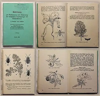 Bestimmung & Bewertung der wichtigsten Schädigungen der Kulturpflanzen 1939 xy