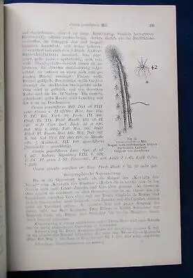 Gesamtbeschreibung der Kakteen 2 Teile in 1 Bd 1903 Botanik Pflanzenkunde js