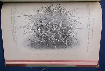 Gesamtbeschreibung der Kakteen 2 Teile in 1 Bd 1903 Botanik Pflanzenkunde js