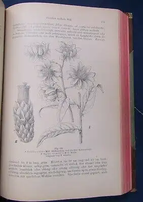 Gesamtbeschreibung der Kakteen 2 Teile in 1 Bd 1903 Botanik Pflanzenkunde js