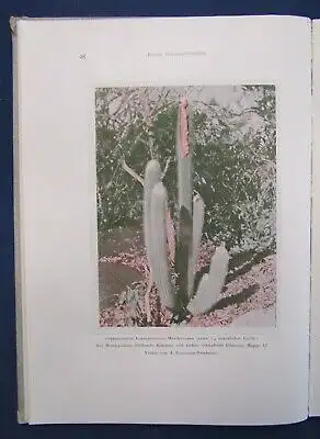 Werdermann Brasilien und seine Säulenkakteen 1933 89 Textabb. 4 farb. Tafeln  js