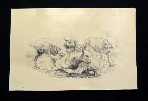 Fritz Ludwig Schmidt "Lämmer auf der Weide" 1944 sign. und datiert Lithografie