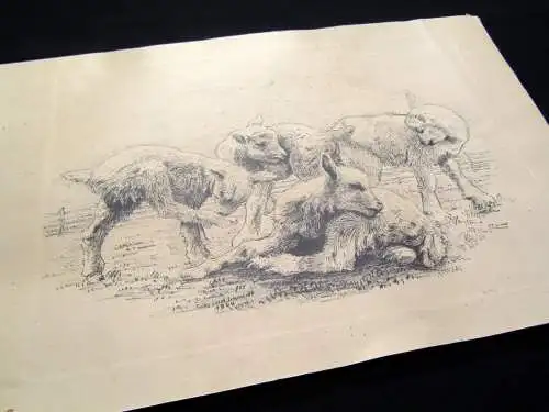 Fritz Ludwig Schmidt "Lämmer auf der Weide" 1944 sign. und datiert Lithografie