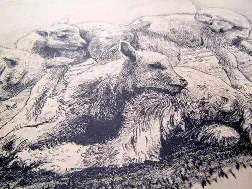 Fritz Ludwig Schmidt "Lämmer auf der Weide" 1944 sign. und datiert Lithografie