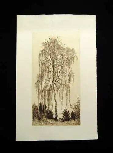 Hentschel Rudolph Hans ( 1869-1951)  Radierung "Frühlingsbirken" 1910-1920