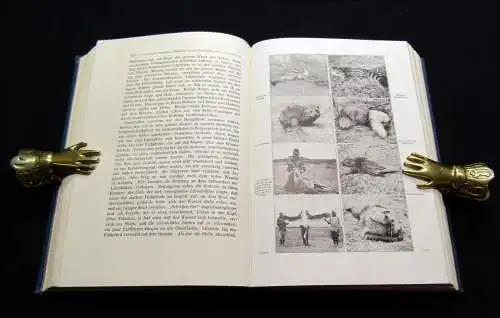 Roosevelt, Theodore Afrikanische Wanderungen eines Naturforschers u. Jägers 1910