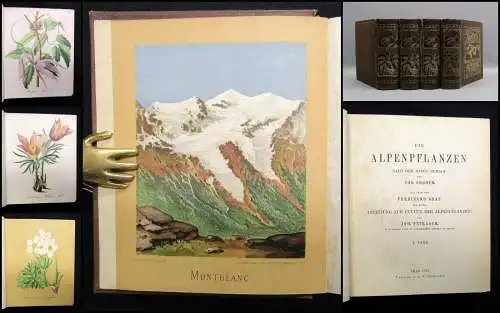 Petrasch Die Alpenpflanzen 4 Bde. komplett 1879 ca.400 lithogr. Tafeln 1879,84