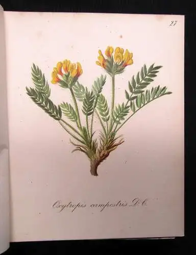 Petrasch Die Alpenpflanzen 4 Bde. komplett 1879 ca.400 lithogr. Tafeln 1879,84