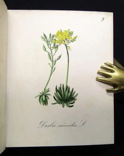 Petrasch Die Alpenpflanzen 4 Bde. komplett 1879 ca.400 lithogr. Tafeln 1879,84