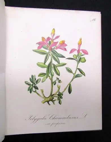 Petrasch Die Alpenpflanzen 4 Bde. komplett 1879 ca.400 lithogr. Tafeln 1879,84