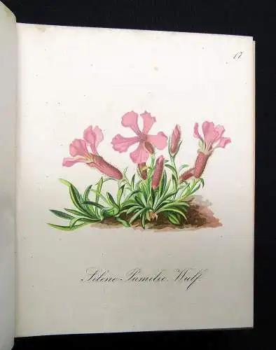 Petrasch Die Alpenpflanzen 4 Bde. komplett 1879 ca.400 lithogr. Tafeln 1879,84