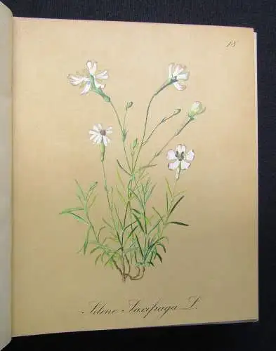 Petrasch Die Alpenpflanzen 4 Bde. komplett 1879 ca.400 lithogr. Tafeln 1879,84