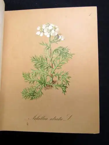 Petrasch Die Alpenpflanzen 4 Bde. komplett 1879 ca.400 lithogr. Tafeln 1879,84