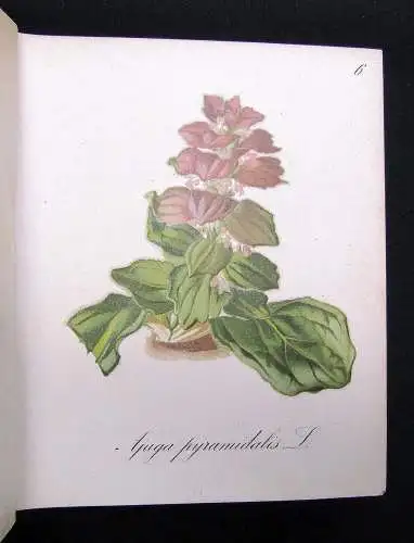 Petrasch Die Alpenpflanzen 4 Bde. komplett 1879 ca.400 lithogr. Tafeln 1879,84