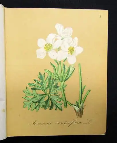 Petrasch Die Alpenpflanzen 4 Bde. komplett 1879 ca.400 lithogr. Tafeln 1879,84