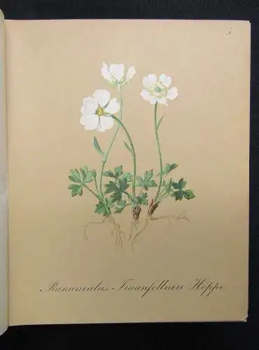 Petrasch Die Alpenpflanzen 4 Bde. komplett 1879 ca.400 lithogr. Tafeln 1879,84