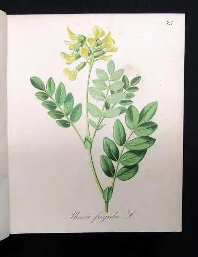 Petrasch Die Alpenpflanzen 4 Bde. komplett 1879 ca.400 lithogr. Tafeln 1879,84