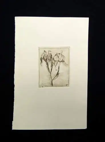 Radierung" Lilien" monogrammiert mit "BR" um 1900 Natur Stillleben