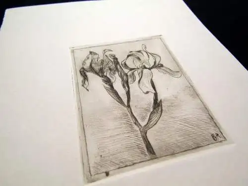 Radierung" Lilien" monogrammiert mit "BR" um 1900 Natur Stillleben