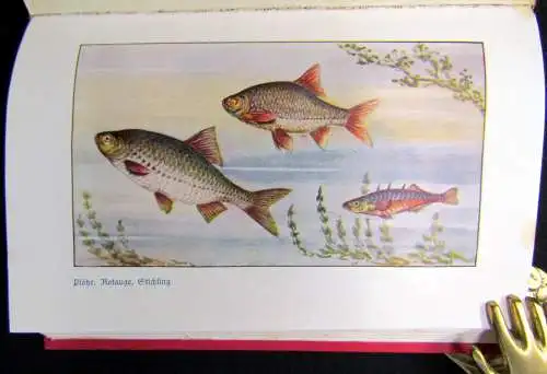 Hagen; Evers Brehms Tierleben 12 Bde 1928 Naturwissenschaften Biologie Tiere
