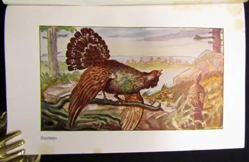Hagen; Evers Brehms Tierleben 12 Bde 1928 Naturwissenschaften Biologie Tiere