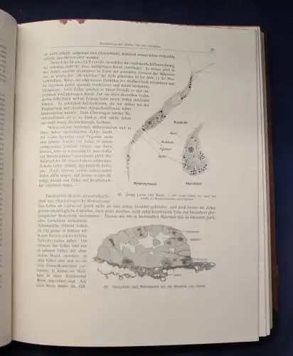 Bertalanffy Handbuch der Biologie Das Tier 1950 Band 5 & 6 Zoologie js