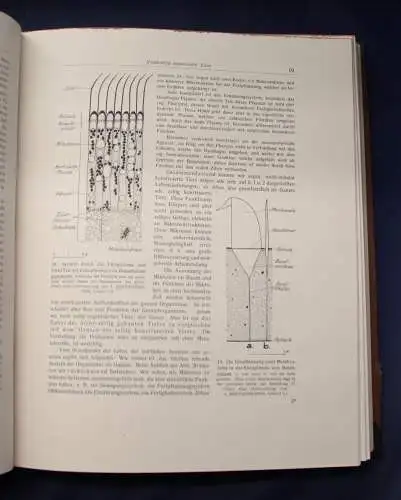 Bertalanffy Handbuch der Biologie Das Tier 1950 Band 5 & 6 Zoologie js